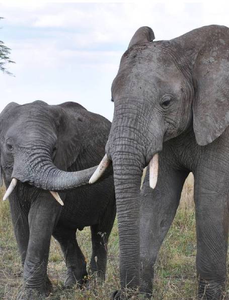Day 2: Tarangire National Park Tarangire National Park